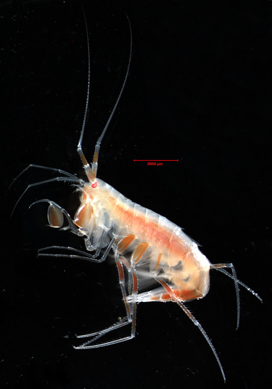 This species of amphipod, Eusirus holmii, was surprisingly found inassociation with the ice as well as deeper than 2000 meters