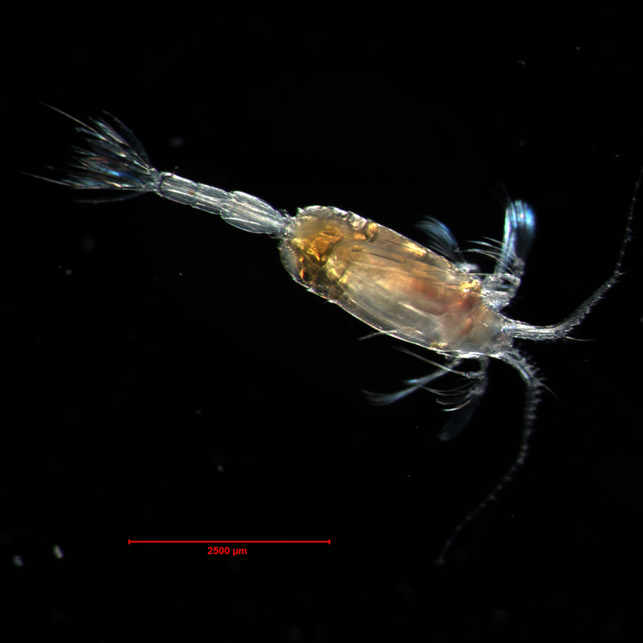 In many species of copepods, males are rare and short-lived