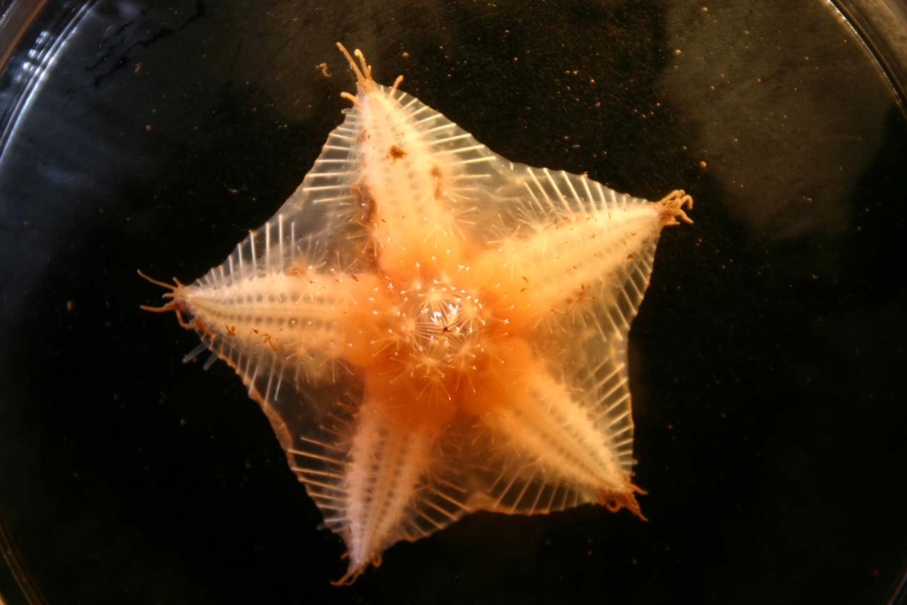 A  sea star brought up from a benthic ROV dive