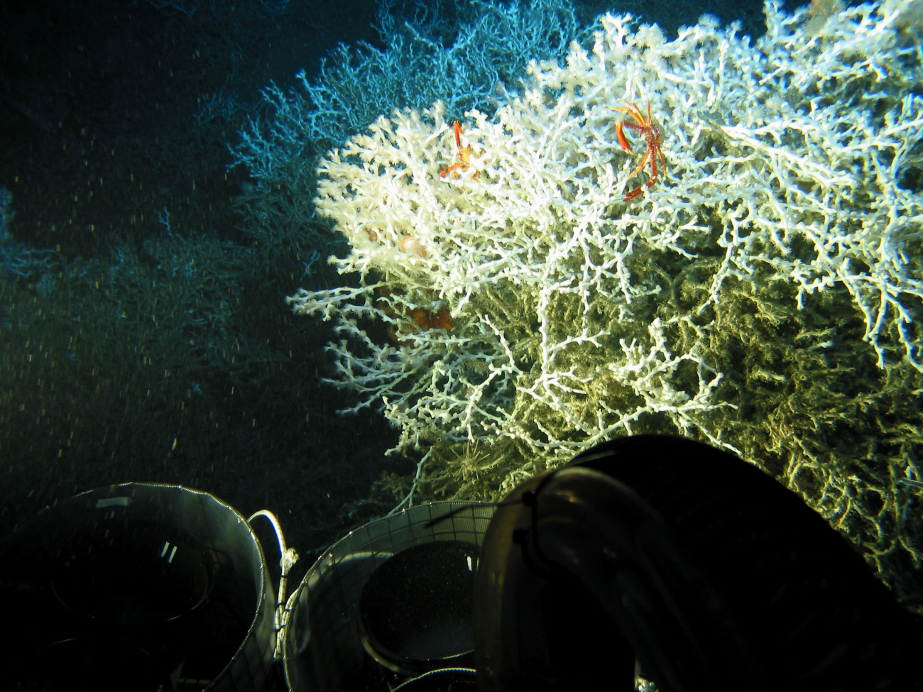 Deep-sea corals form important habitats for unique and diverse array of marinelife