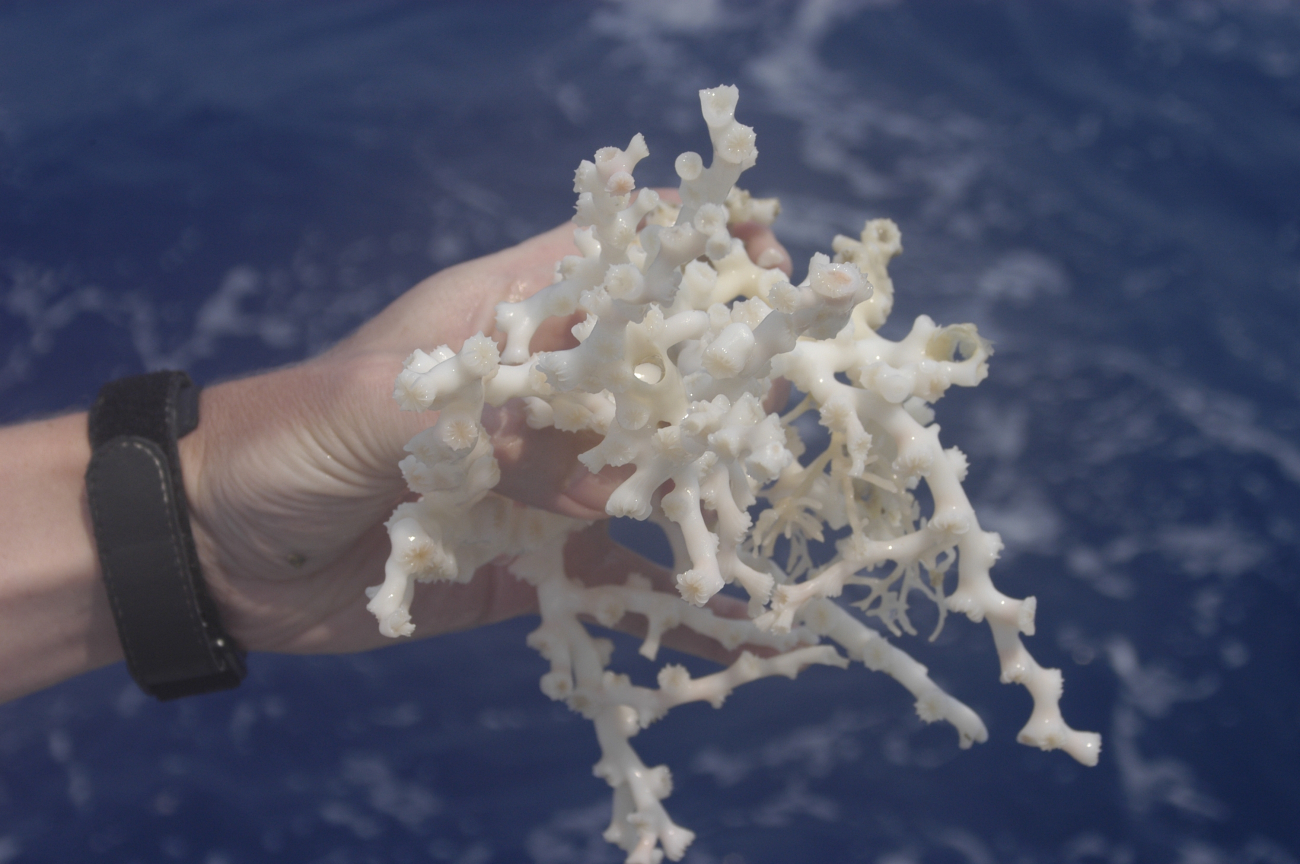 This small chunk of Lophelia coral lives in almost utter darkness hundredsof feet below the sea surface