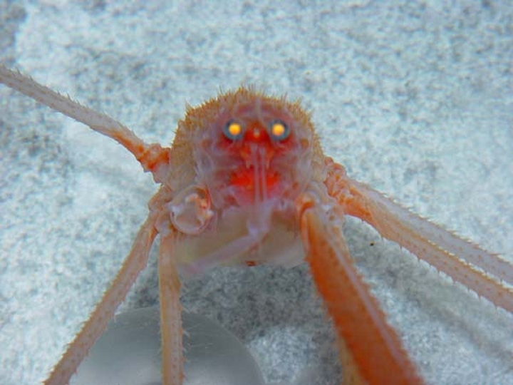 Another species of galatheid (squat lobster) showing distincteyeglow, which results when light hits the reflecting tapetum behind the retina
