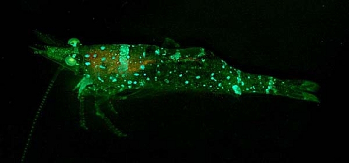 Unidentified sargassum shrimp bearing two colors of fluorescent patches