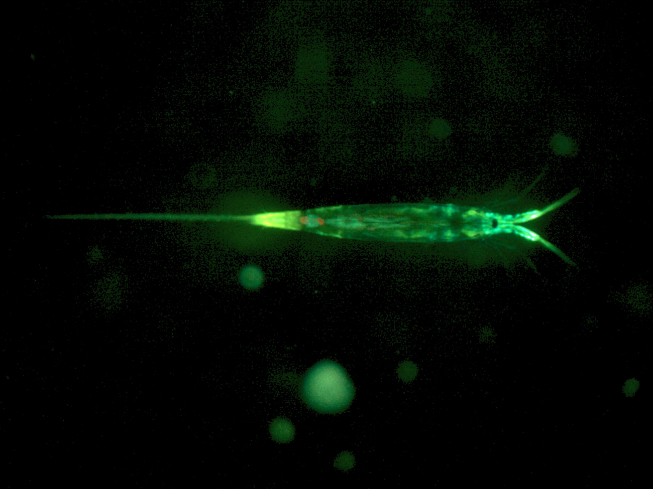 Planktonic copepod, most likely Microsetella sp