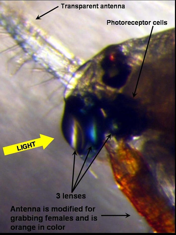 Profile of the head of the pontellid copepod Pontella securifer