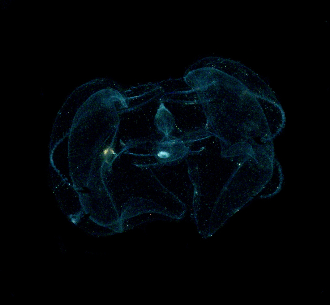 The lobate ctenophore Ocyropsis maculata as viewed under unpolarized light