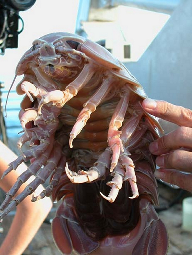 The charismatic deep sea crustacean, Bathynomis giganteus