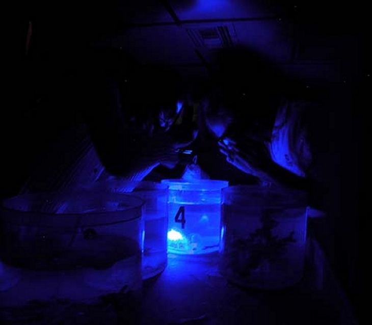The science crew gathers excitedly to examine recently collected specimensfor fluorescence and bioluminescence