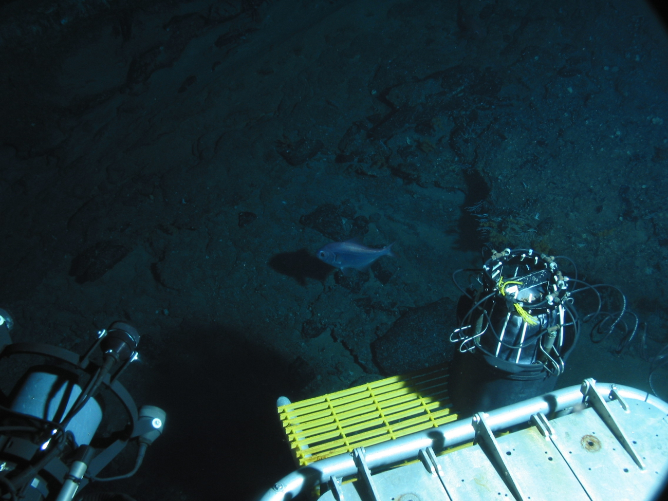 Dive at Wreckfish Cave