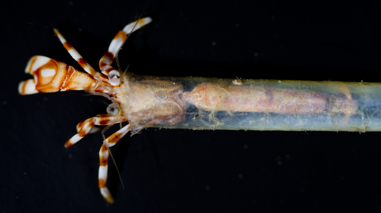 A species of hermit crab residing in a worm tube
