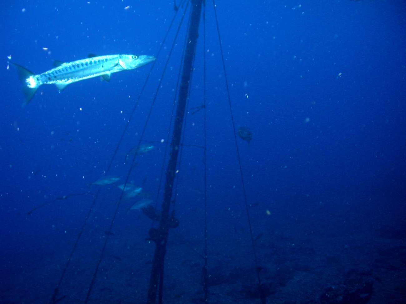 Barracuda cruising near rigging of sunken vessel