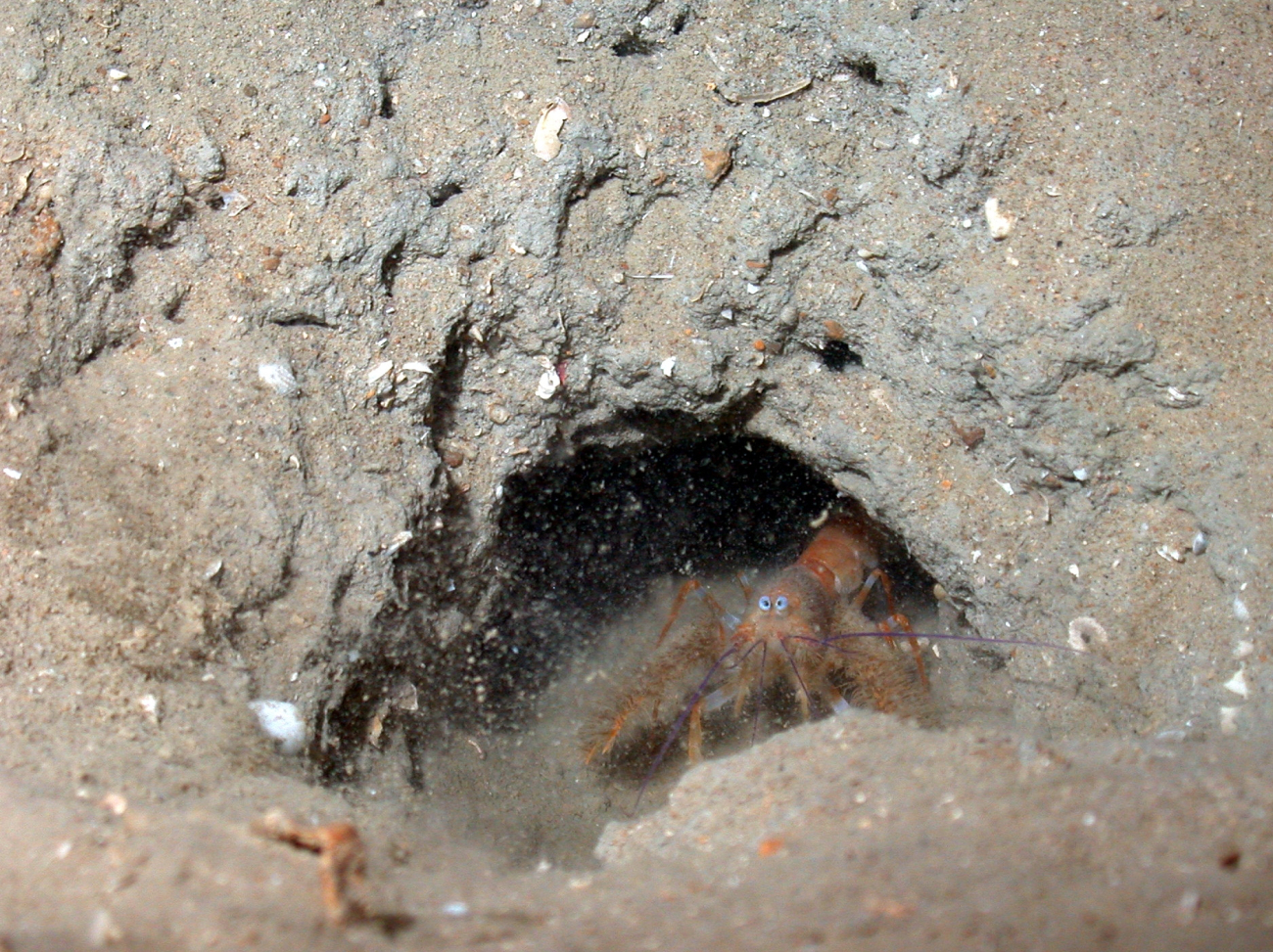 A blind furry lobster in its burrow