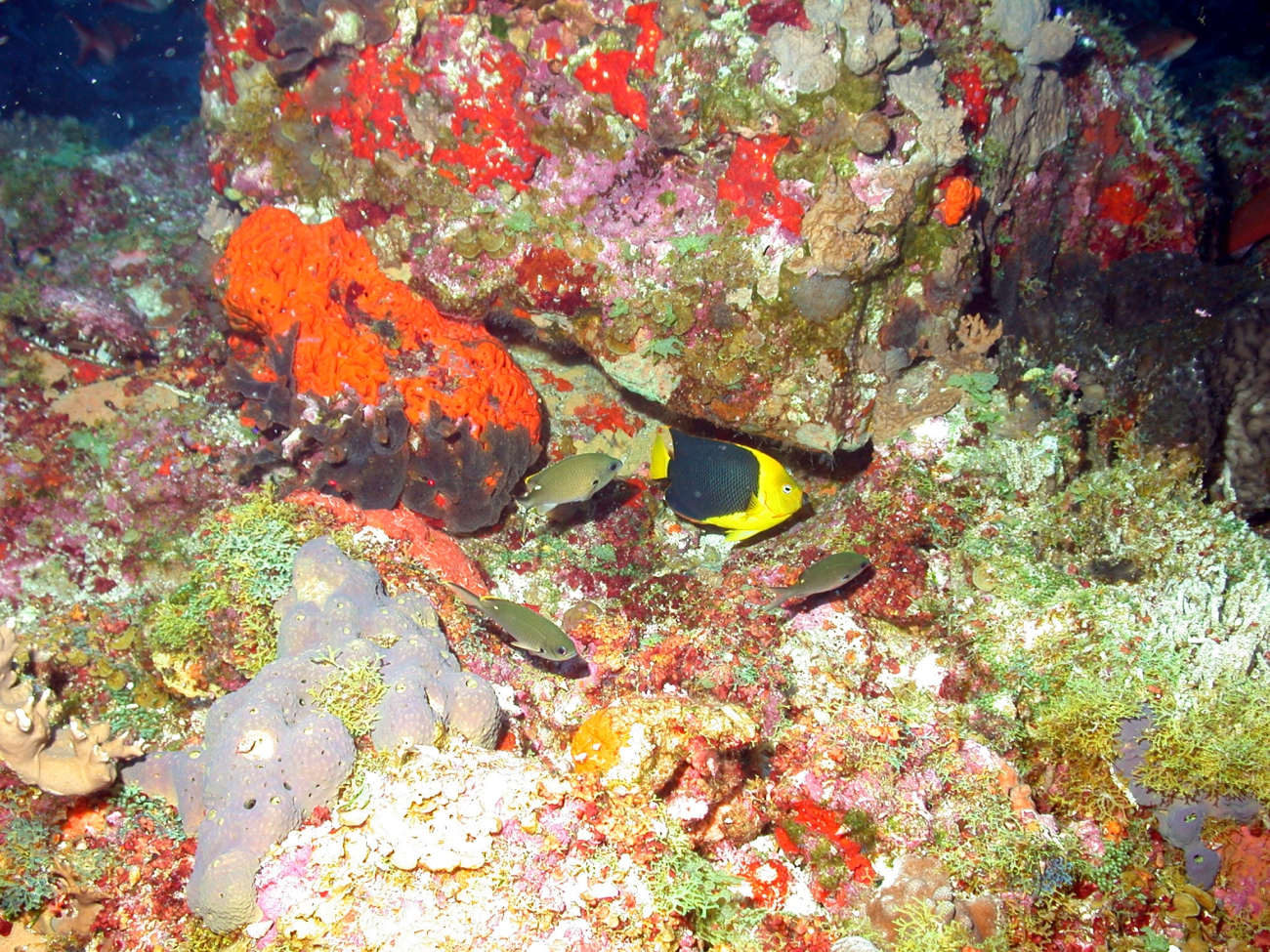 A rock beauty (Holocanthus tricolor) is the yellow and black fish in the centerof the image