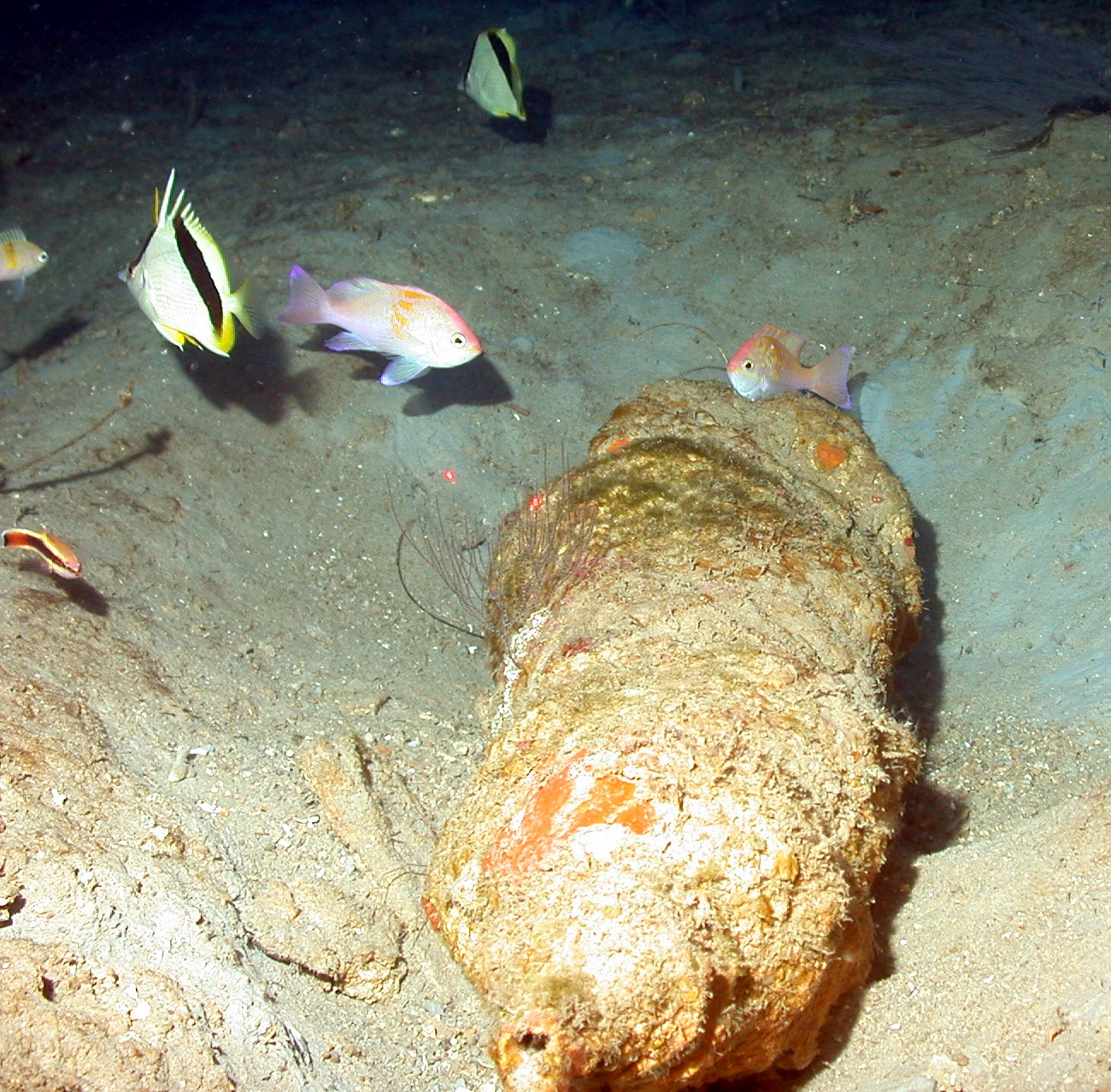 Reef fish deep on Bright Bank