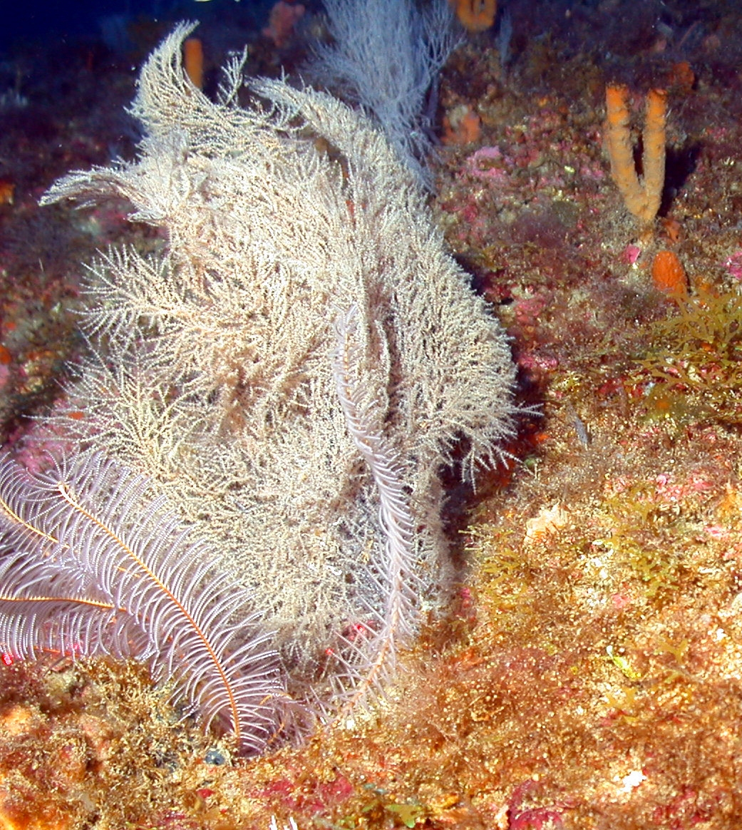 Crinoid in foreground