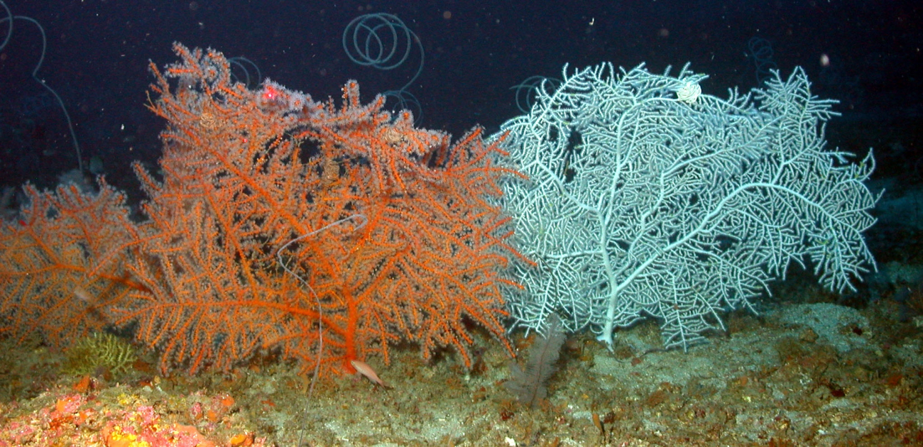 Multi-colored gorgonians with whip coral in background