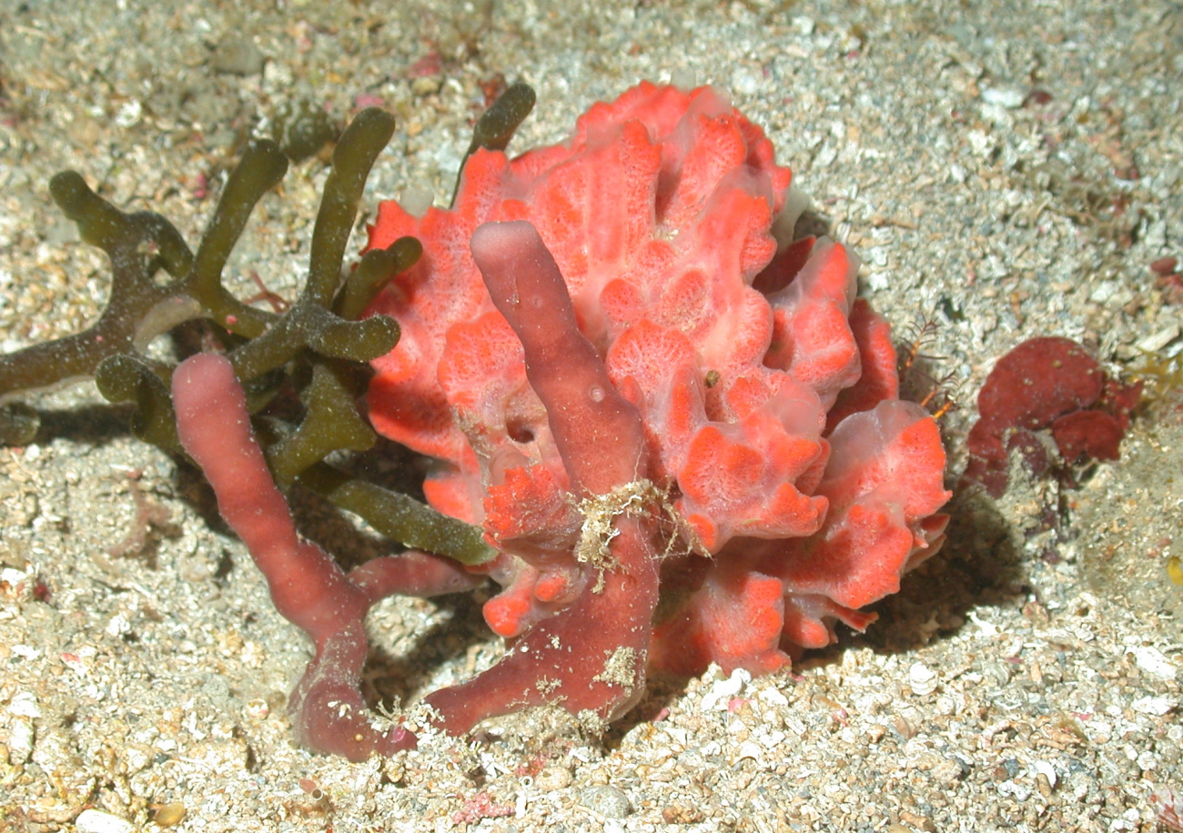 Red bush sponge