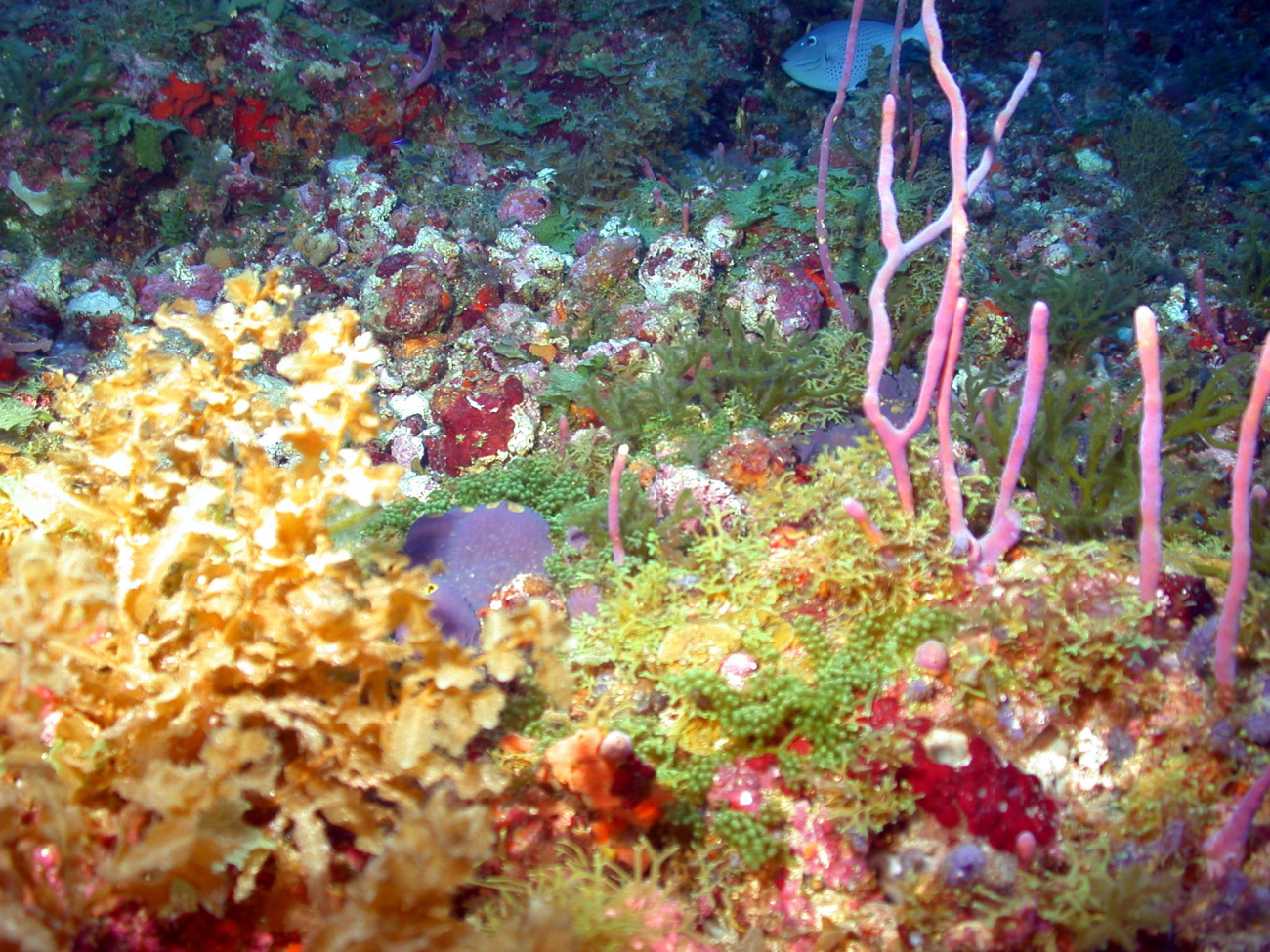 An algae field with pinkish rope sponge (Aplysina sp