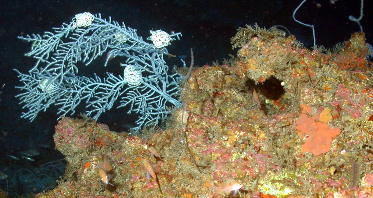 Basket stars clinging to white gorgonian soft coral