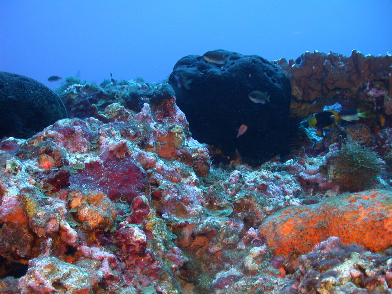 A black sponge dominates this reef scene