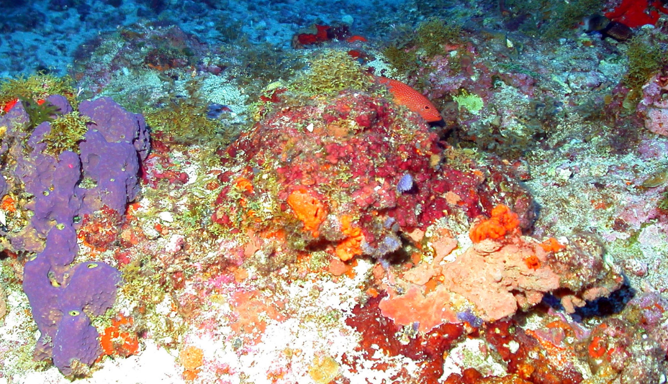 A coney (Cephalopholis fulvus) partially hidden with purple sponge to the left