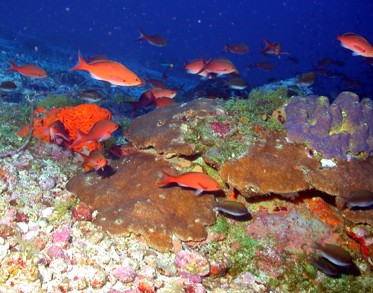 A school of creole-fish (Paranthias furcifer) cruise over MacGrail Bank