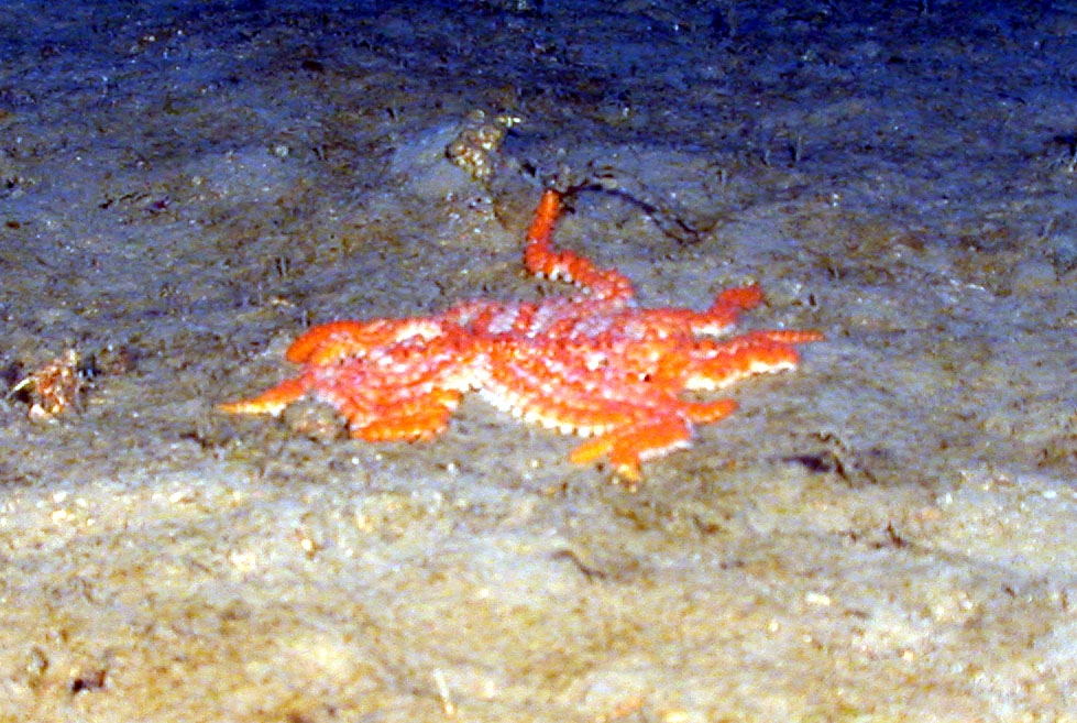 A large orange many-legged seastar