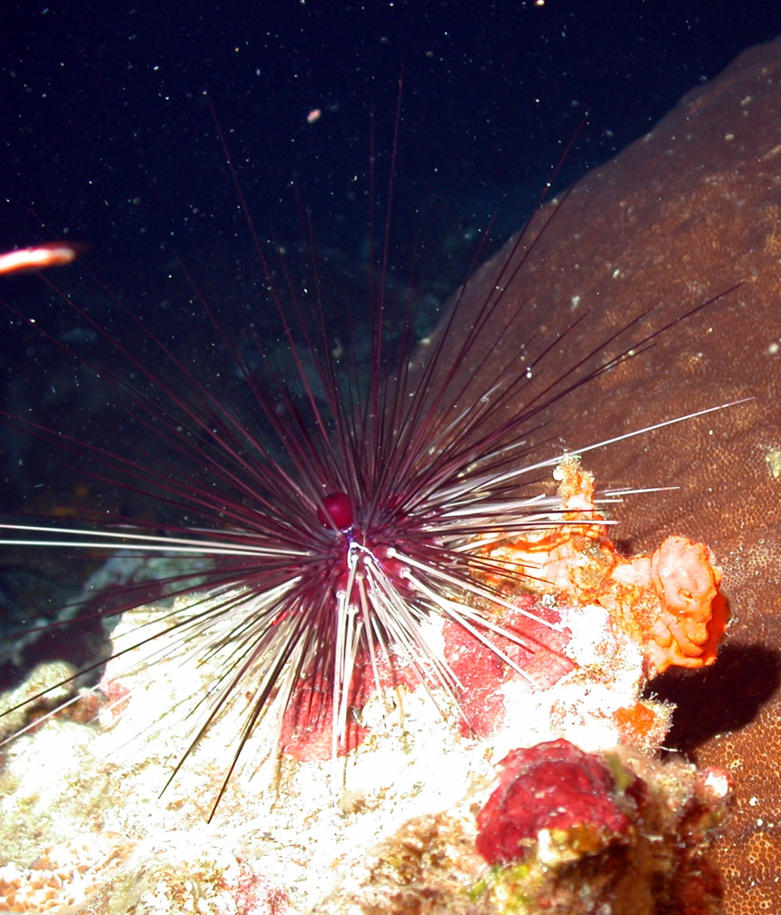 A long-spined sea urchin, Diadema antillarum