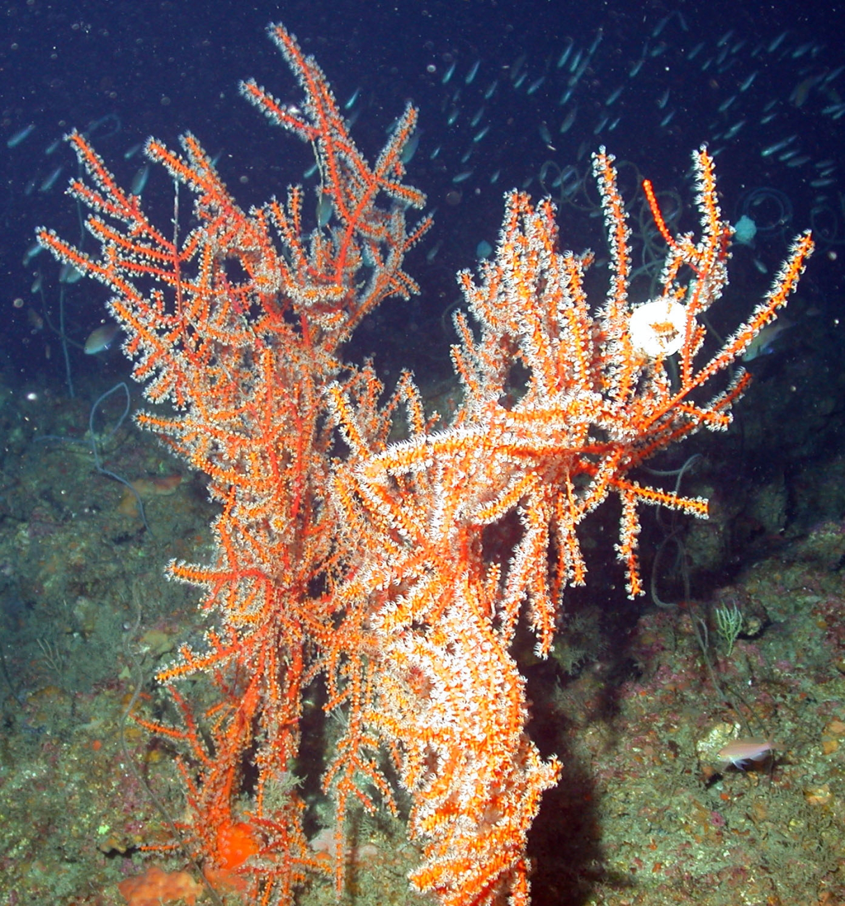 A red gorgonian