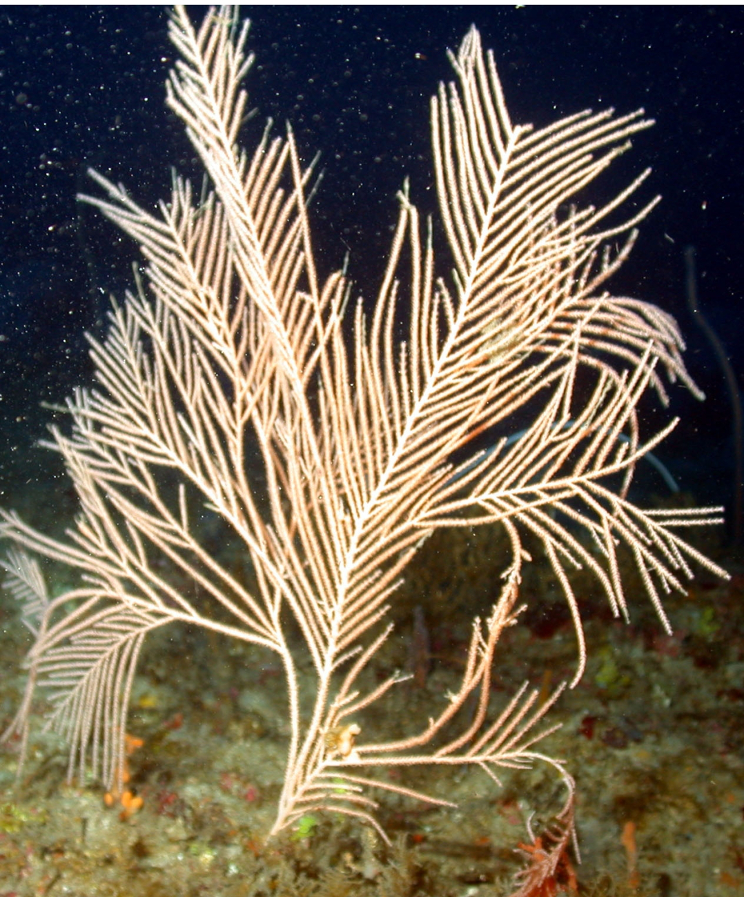 Unidentified coral species