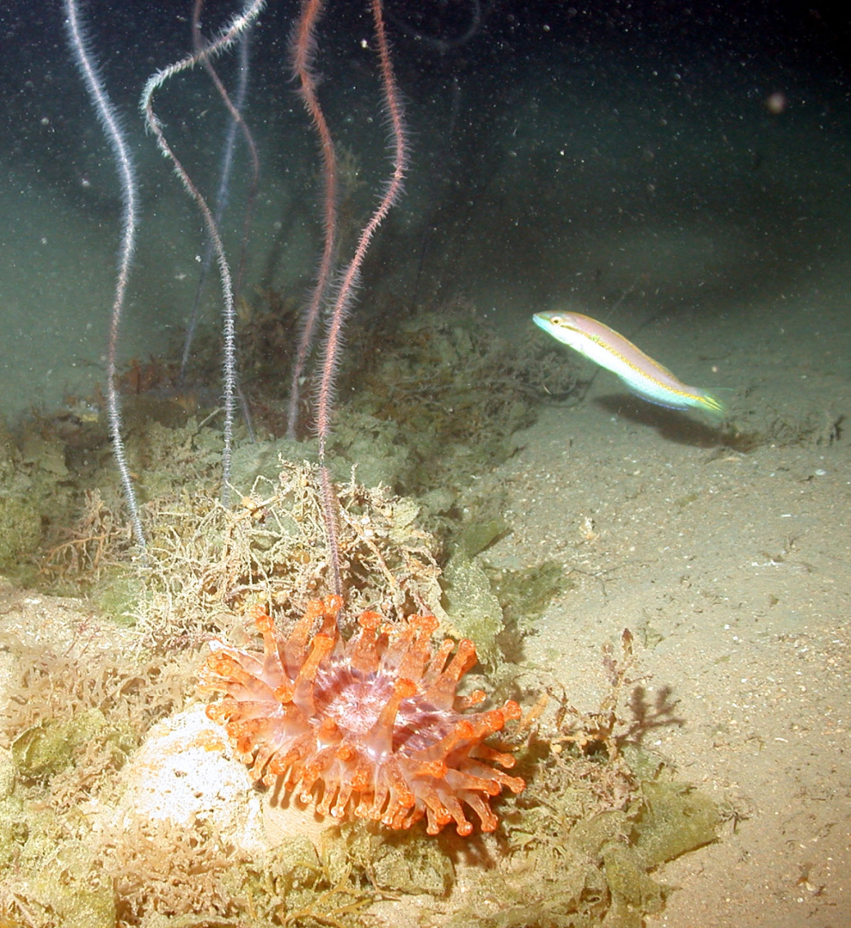 An orange anemone, whip coral and an unidentified fish