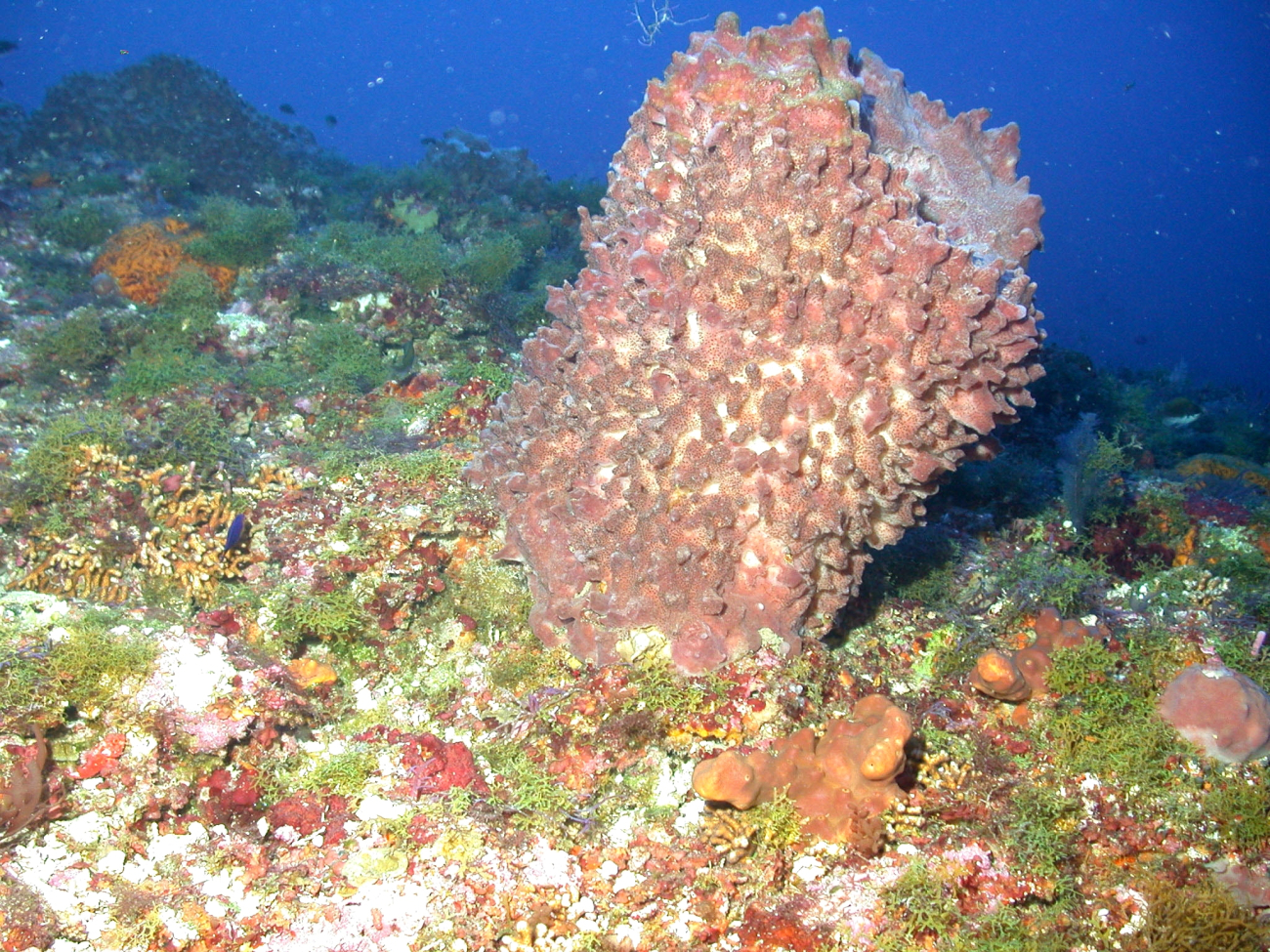 A barrel sponge (Xaestospongia sp