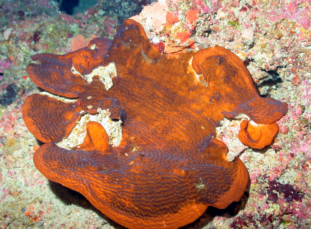 Stony coral Agaricia sp