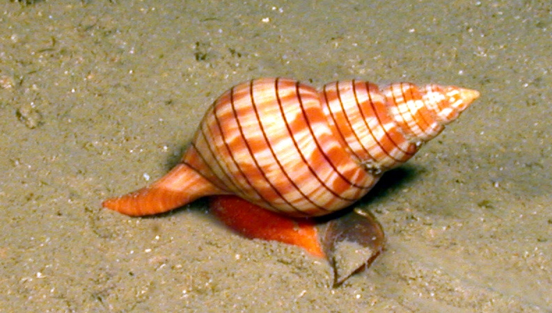 Banded tulip snail on a muddy bottom
