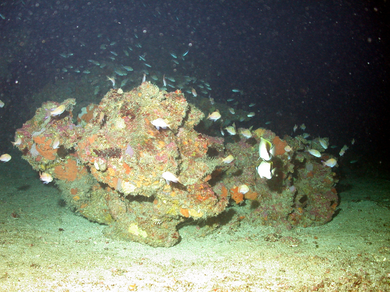 A boulder serving as habitat for numerous fish and types of sessile life