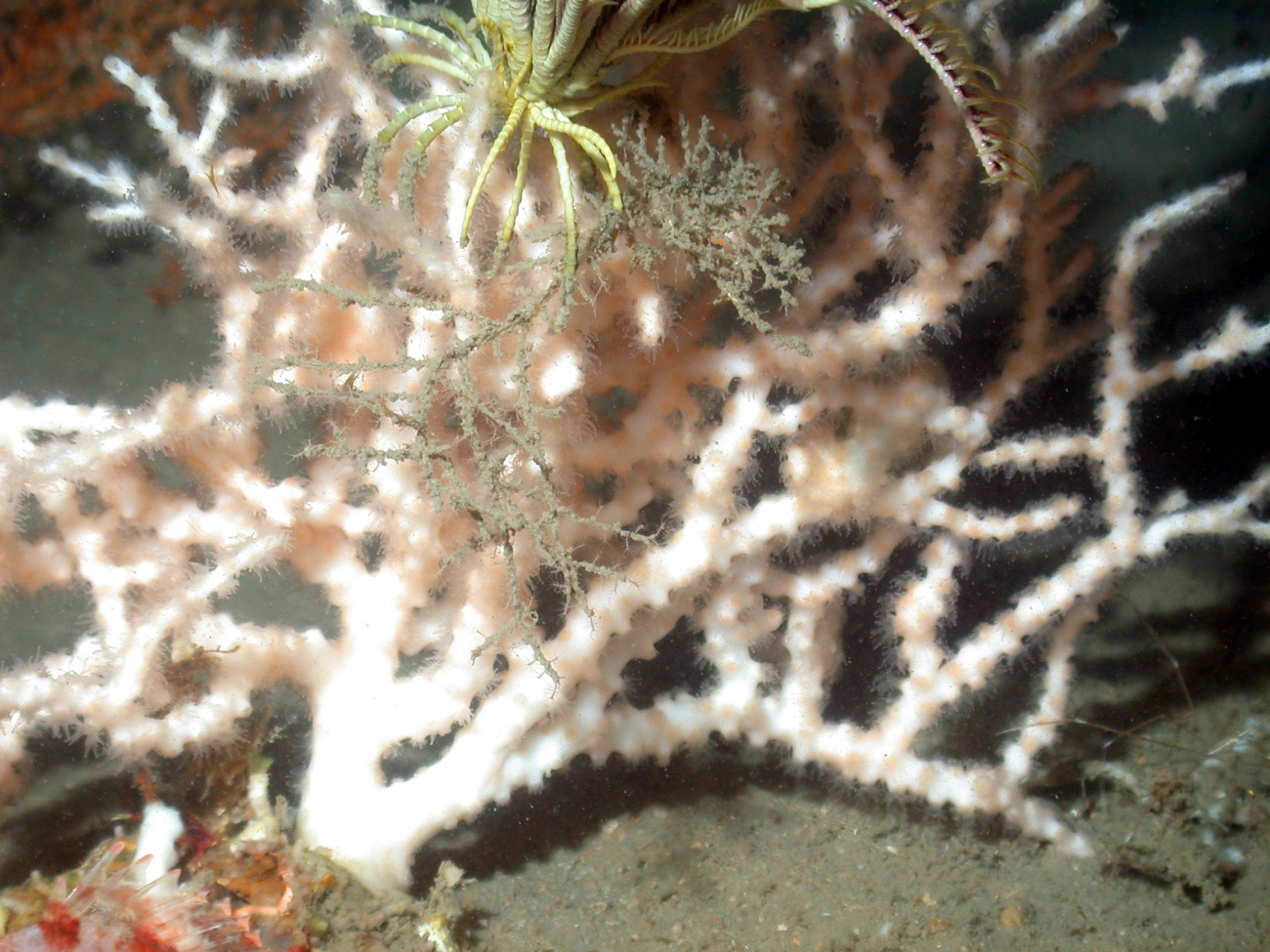 A white branching hard coral with polyps extended