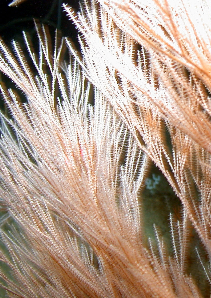 A type of coral