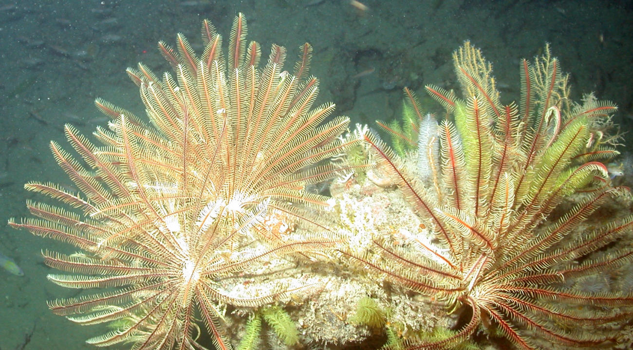 Crinoids and bottlebrush coral
