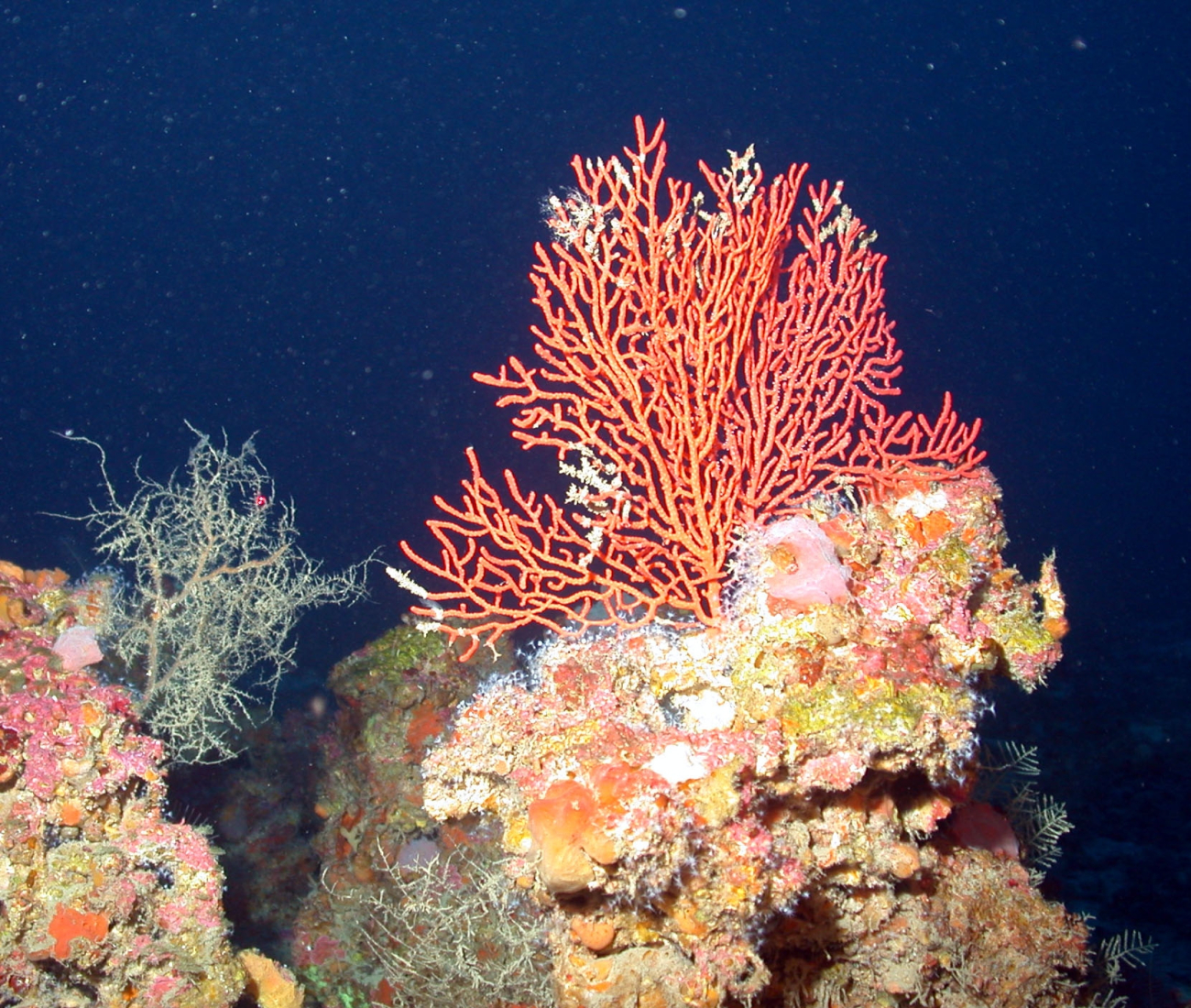 A beautiful red gorgonian fan coral