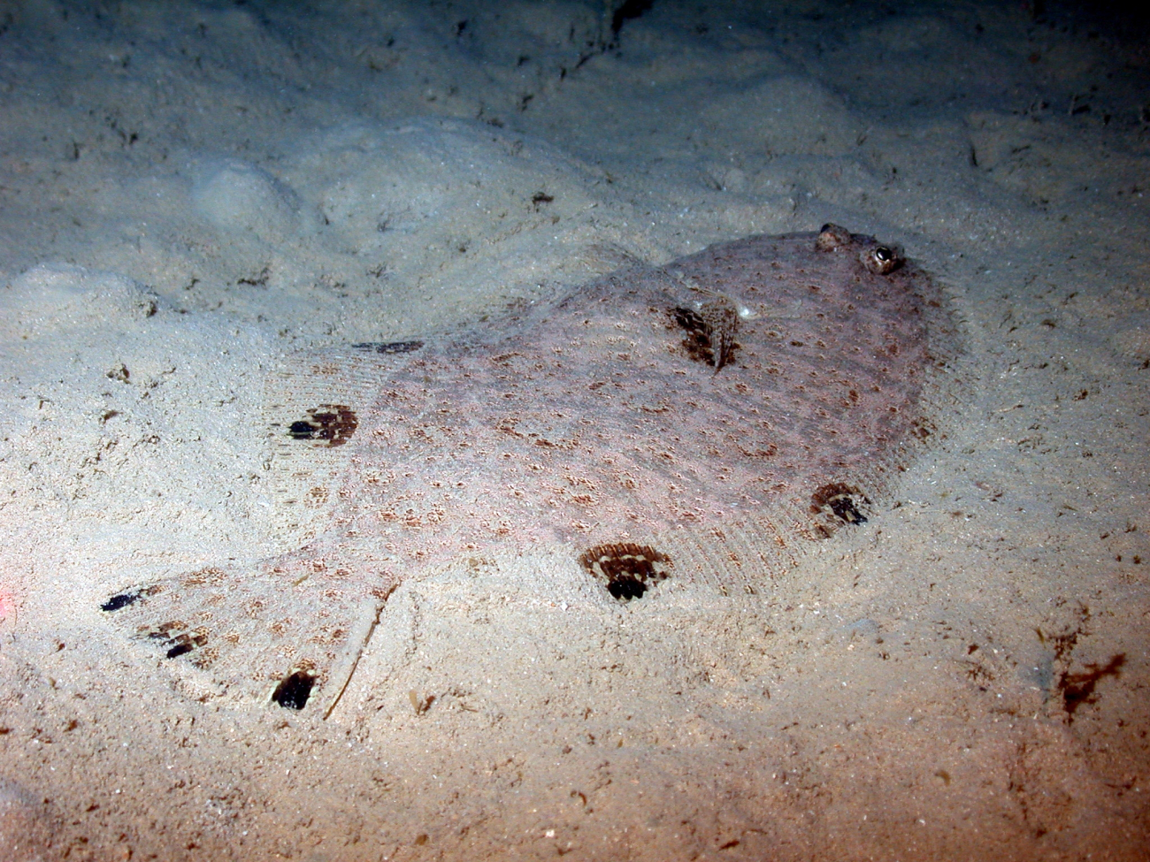 A flatfish camouflaged on the seafloor