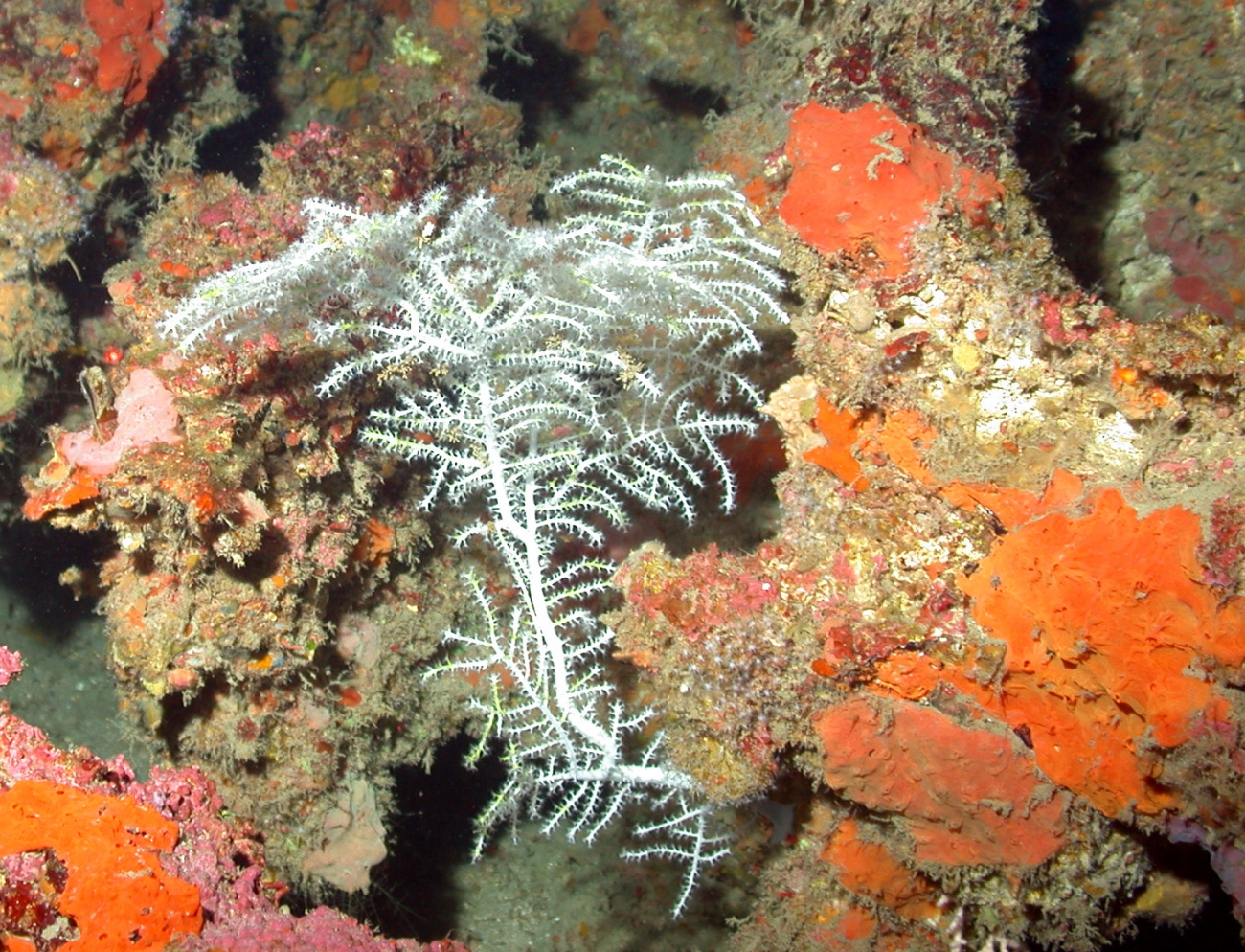 A white gorgonian on the fossil reef