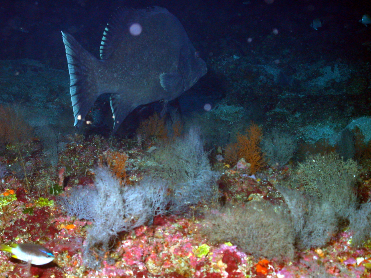 A marble grouper