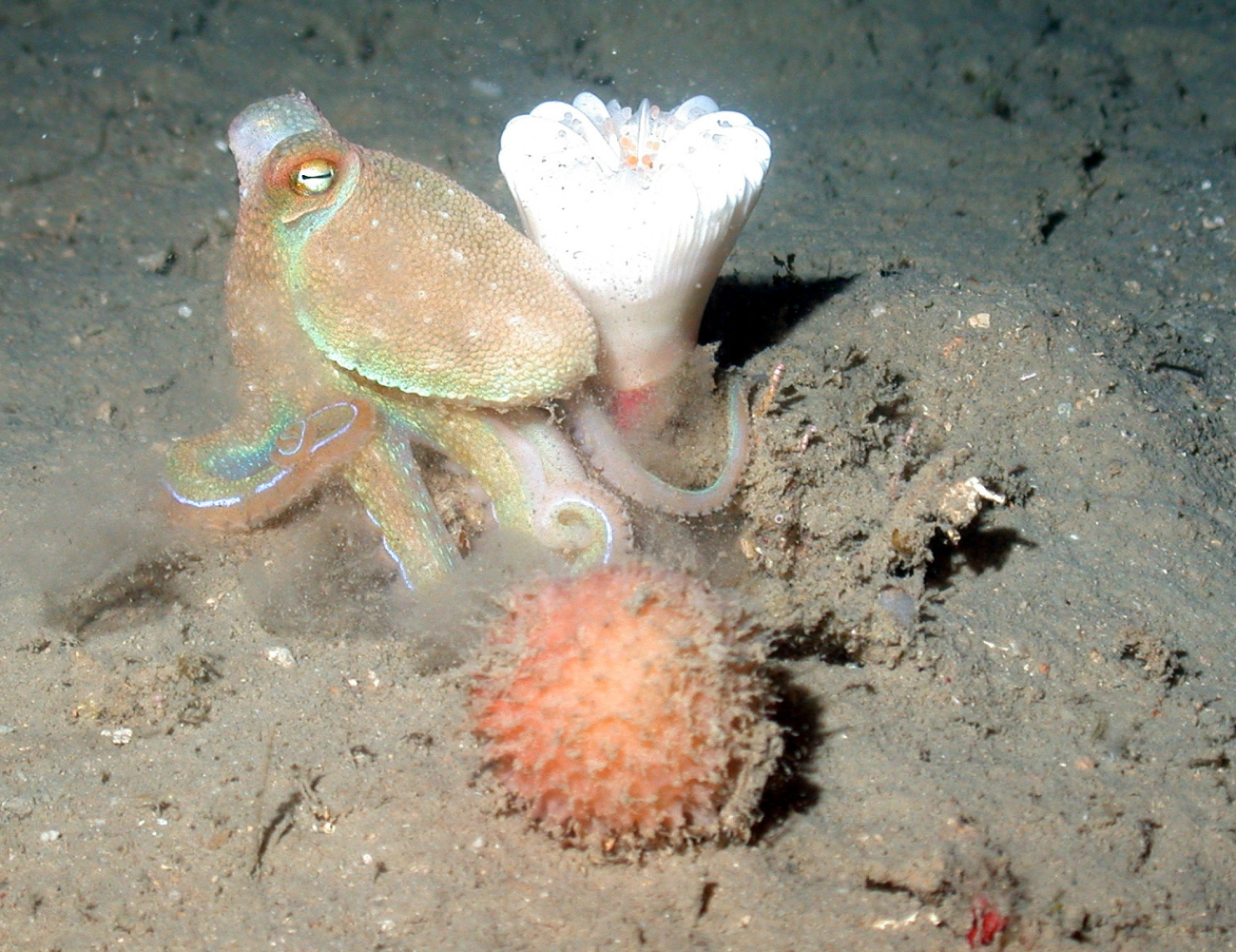 An octopus