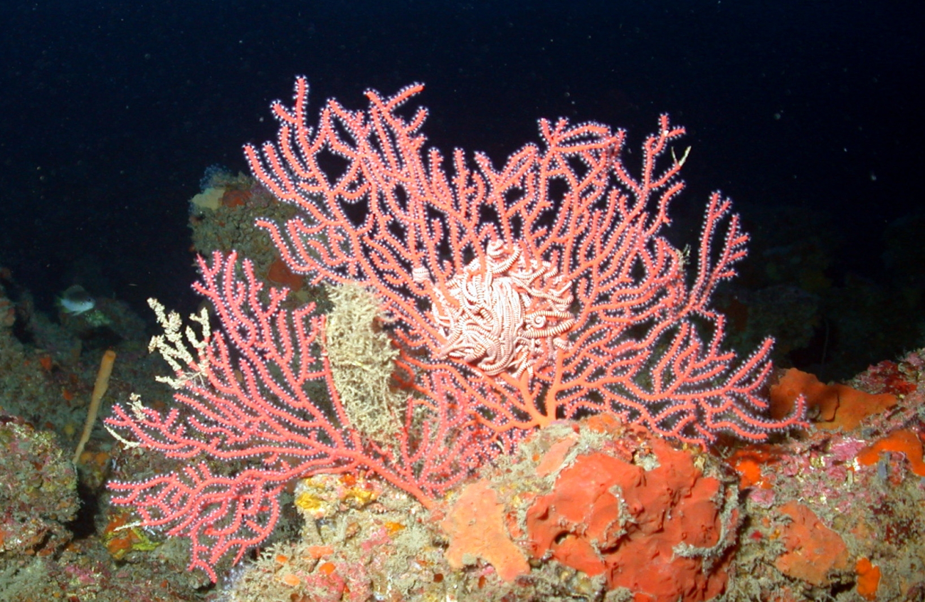 Gorgonian coral with basket star entwined in branches