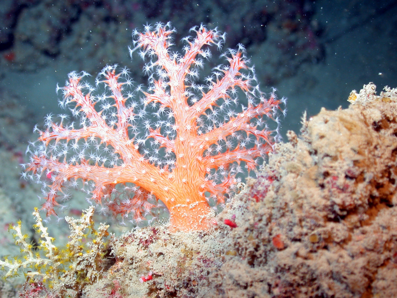 A beautiful orange soft coral with white polyps feeding