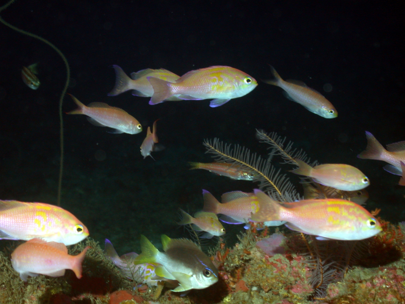 A school of fish -roughtongue bass (Pronotogrammus martinicensis) 