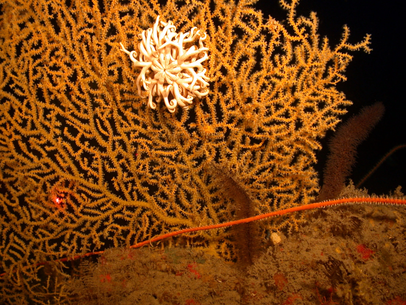 Gorgonian coral with intertwined basket star