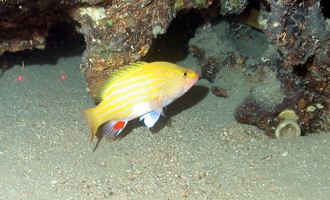 Yellow-striped fish with red spot on anal fin -Spanish flag (Gonioplectrushispanus)