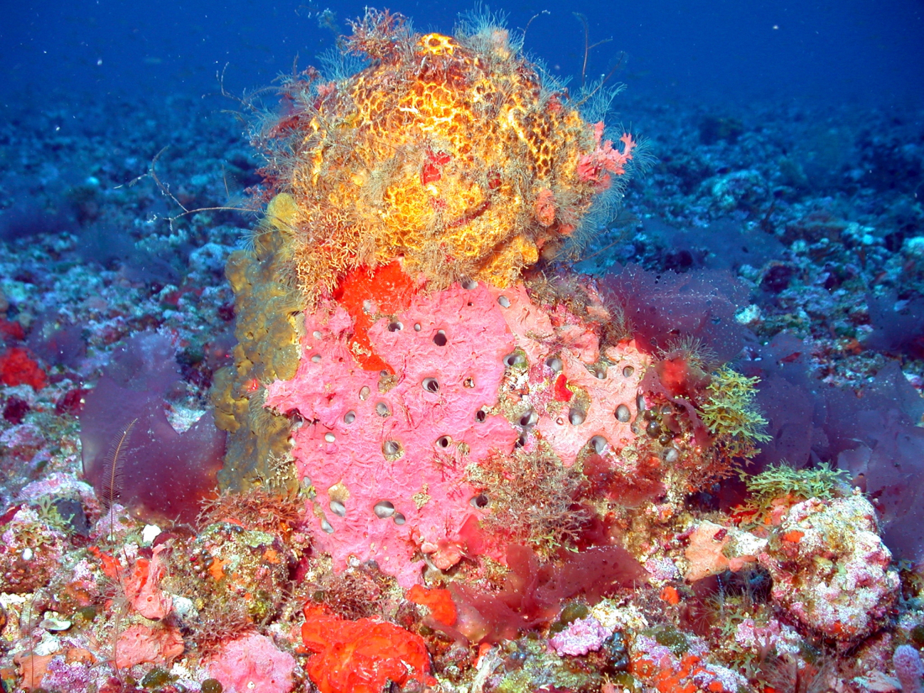Yellow and red sponge with red algae around base