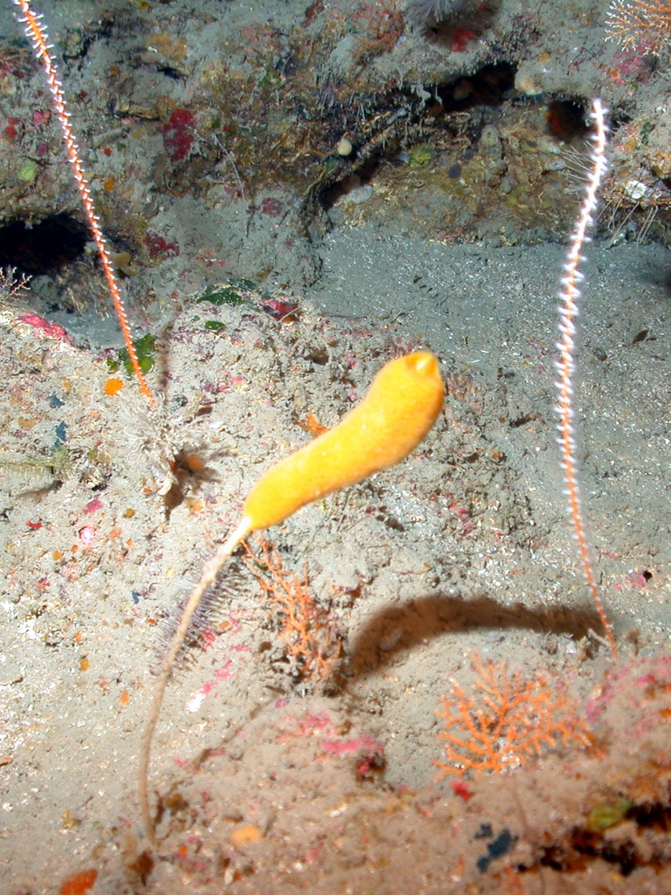 Whip corals and a stalked glass sponge